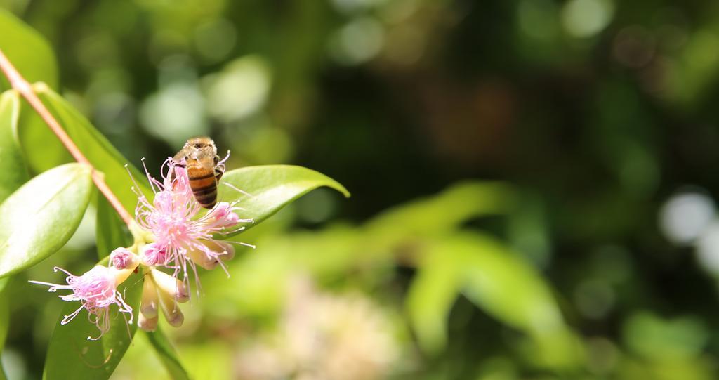 Honeybee Wellness Resort Kandanga Kültér fotó